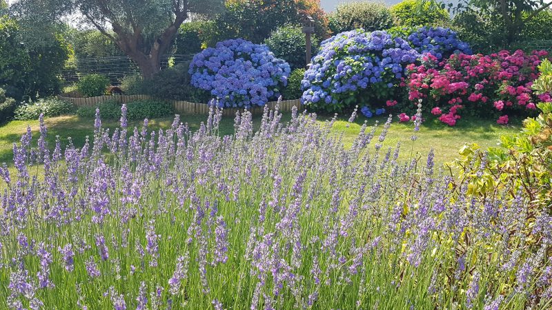 Jardin