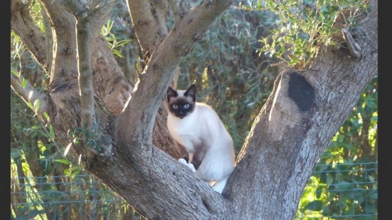 chambres d hotes avec chat en bretagne