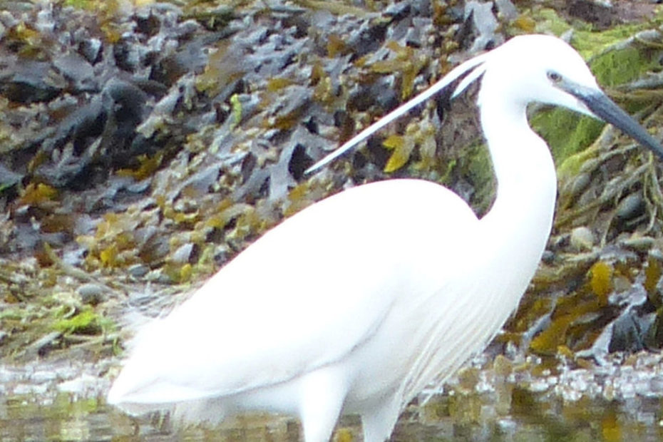 oiseaux