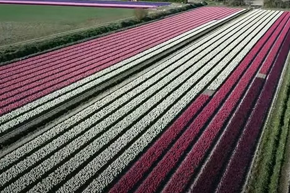 tulipe